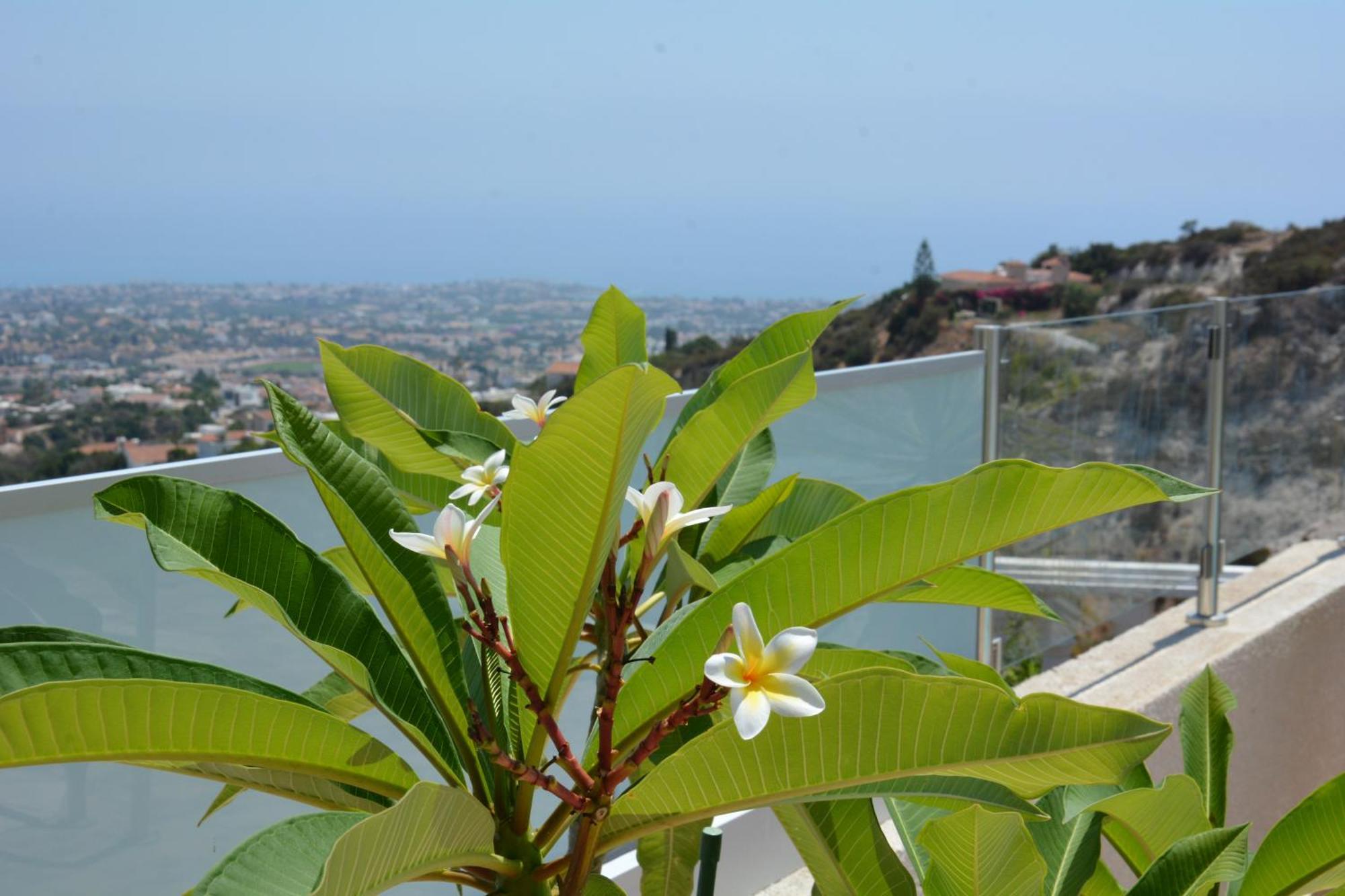 Villa Ocean Breeze Pegeia Exteriér fotografie
